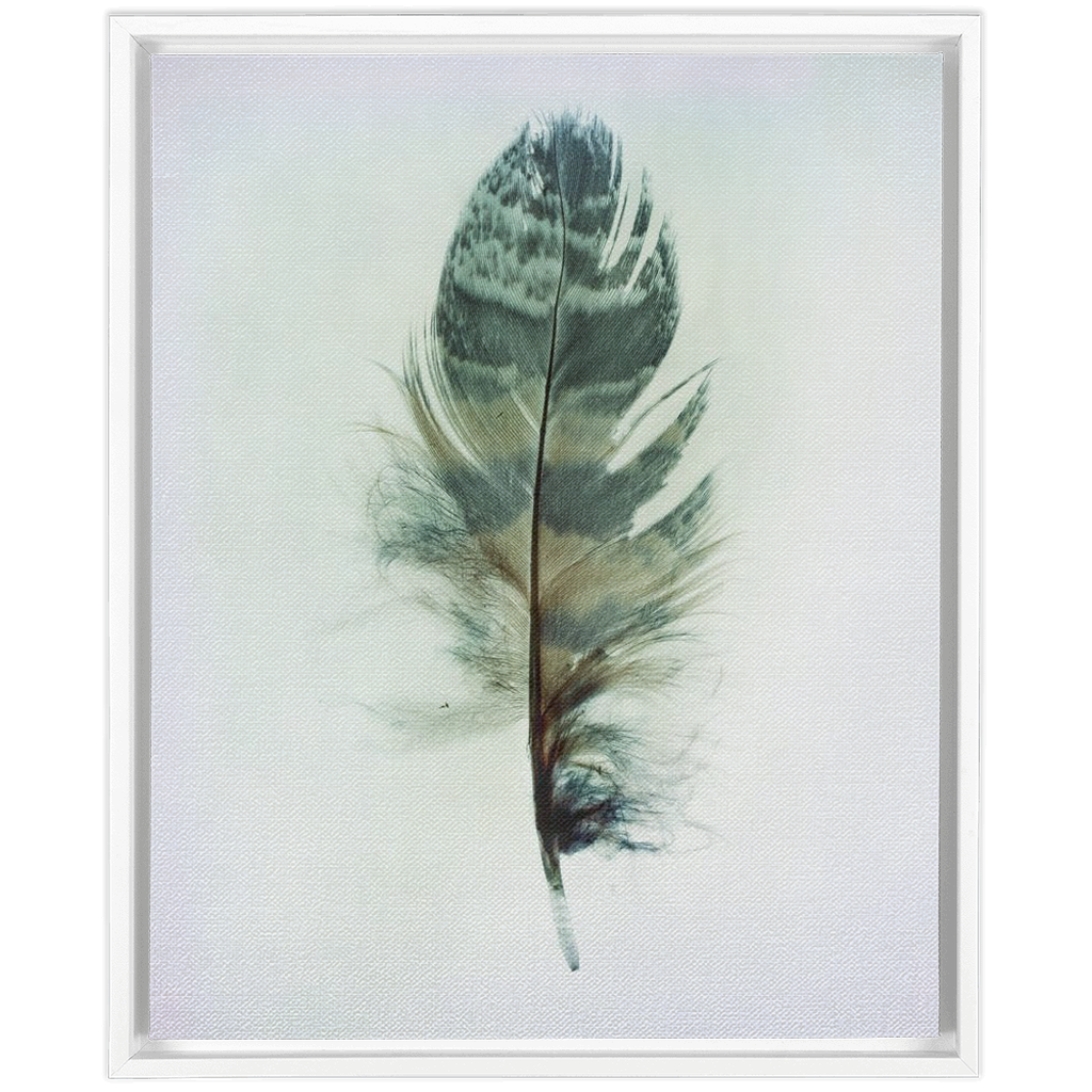 Feather Study