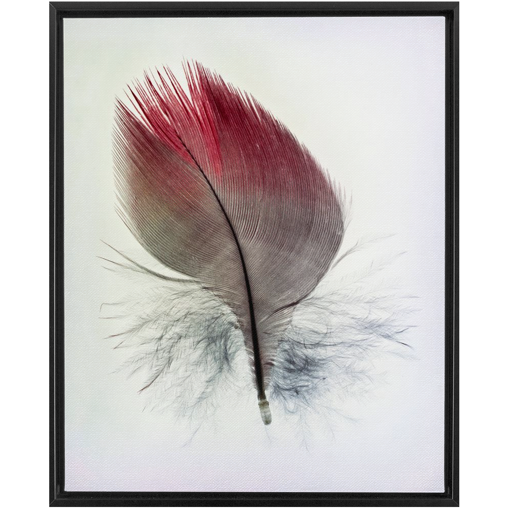 Feather Study