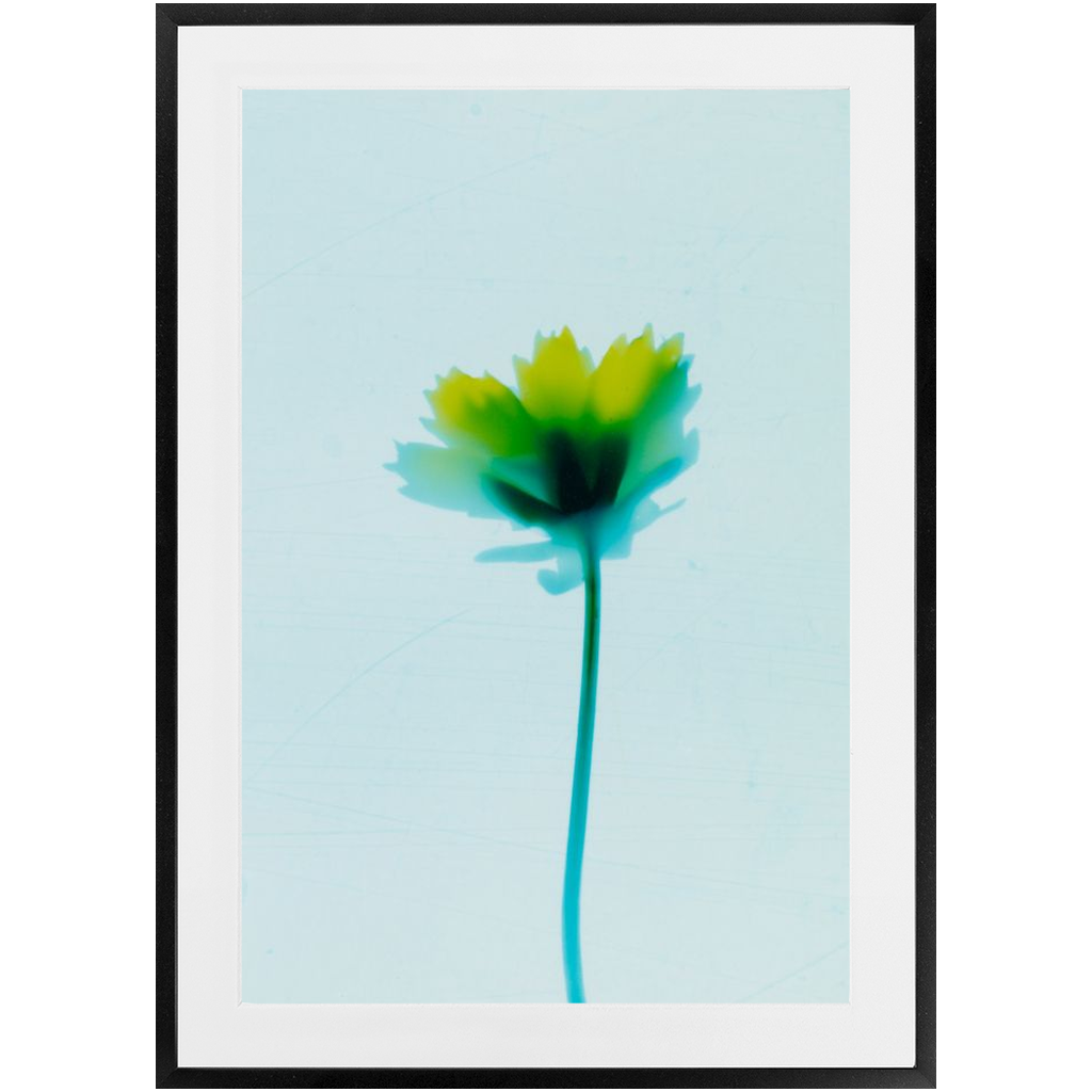 Polaroid Colour Study