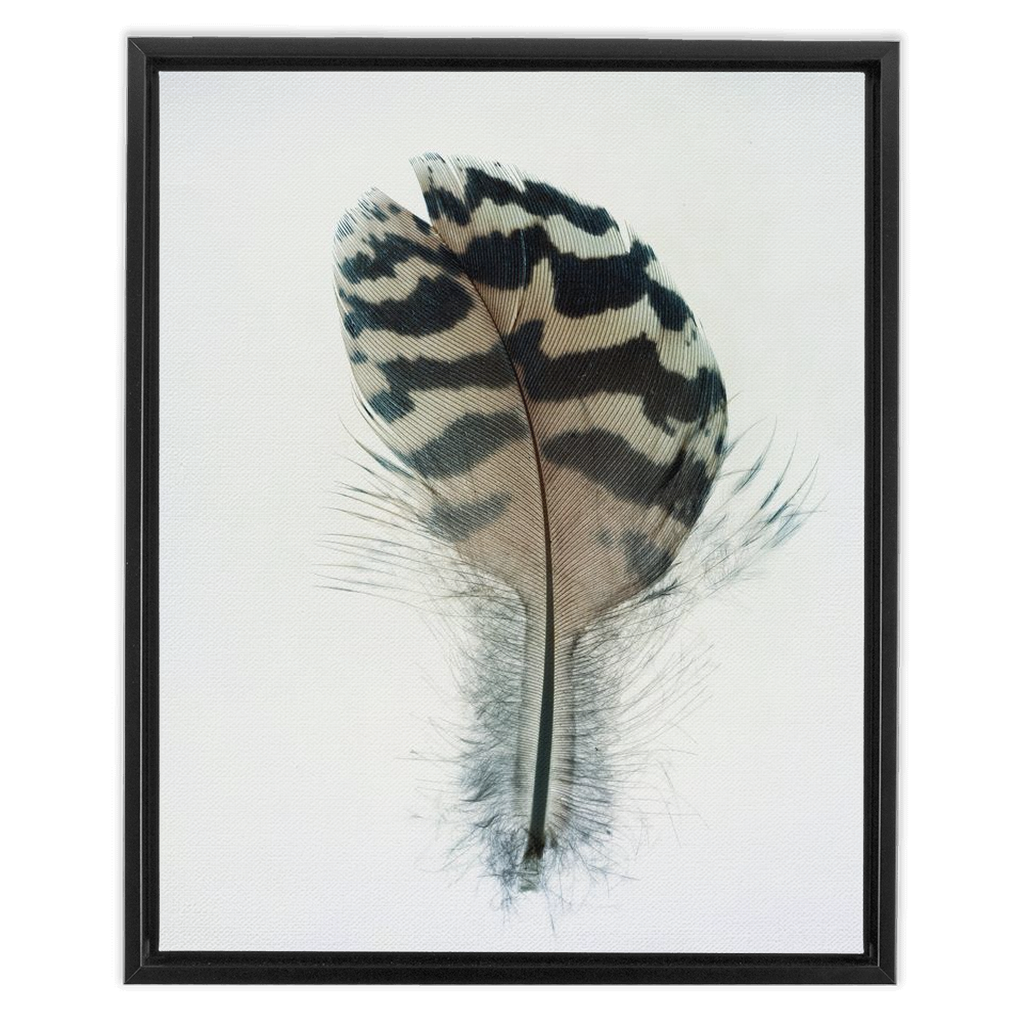 Feather Study