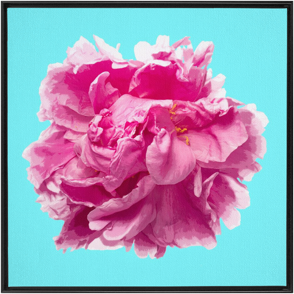 Pink Peony on Cyan