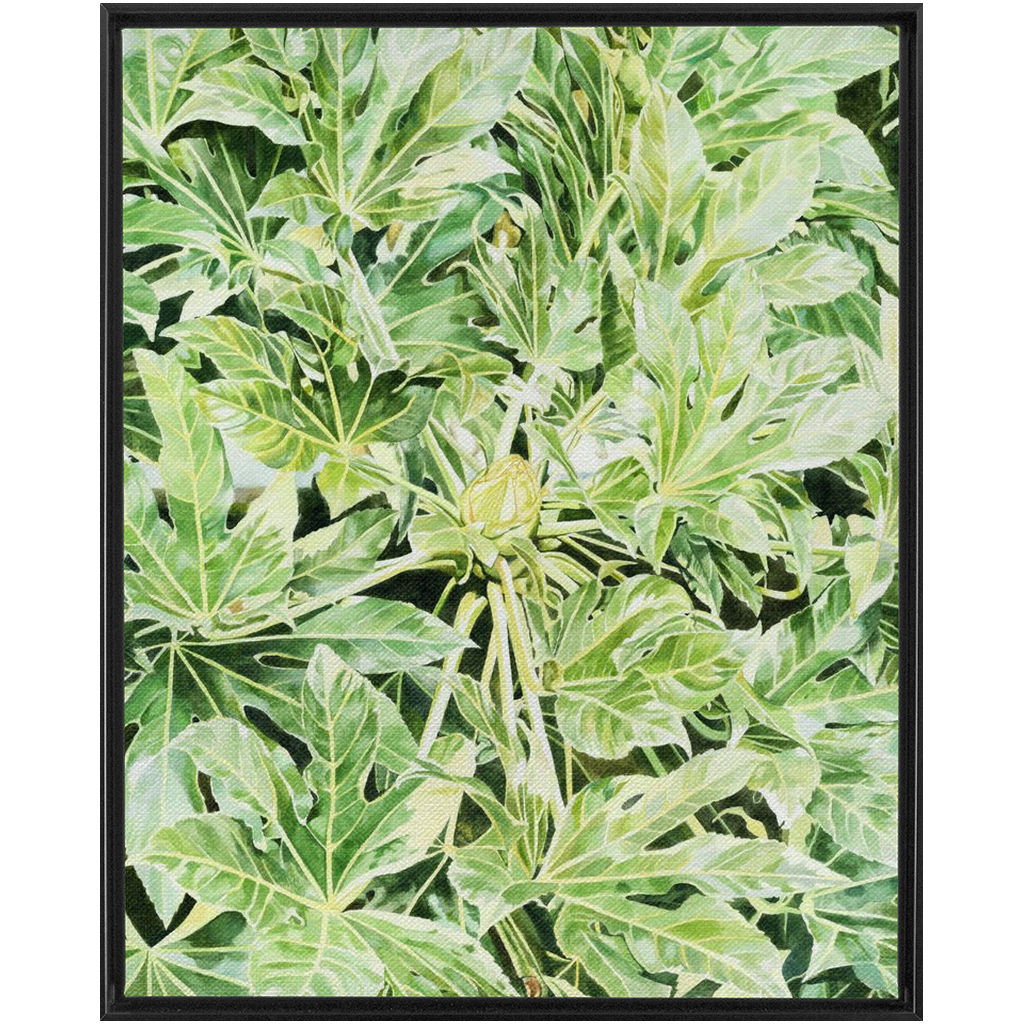 "Japonica"(Variegata)