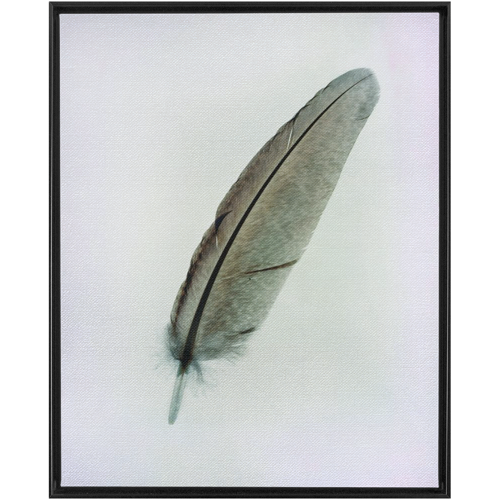 Feather Study
