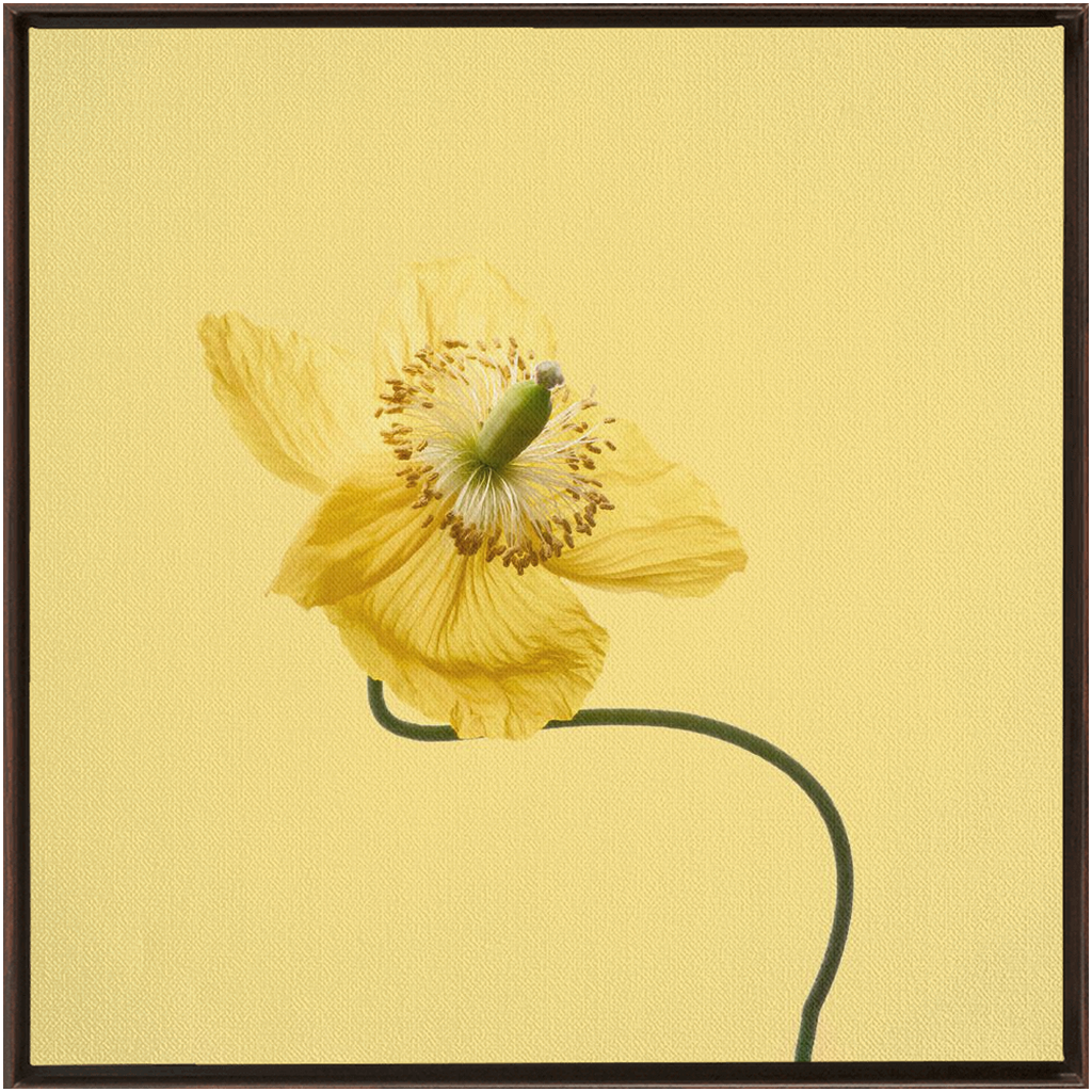 Yellow Poppy 2 on Yellow