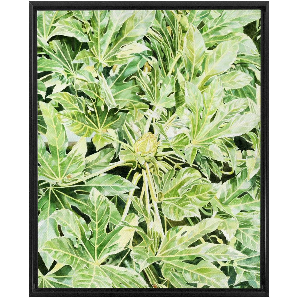 "Japonica"(Variegata)