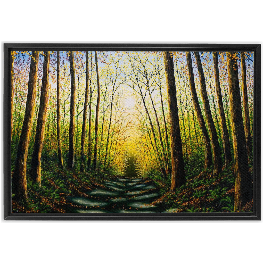 Patterns Of Forest Light