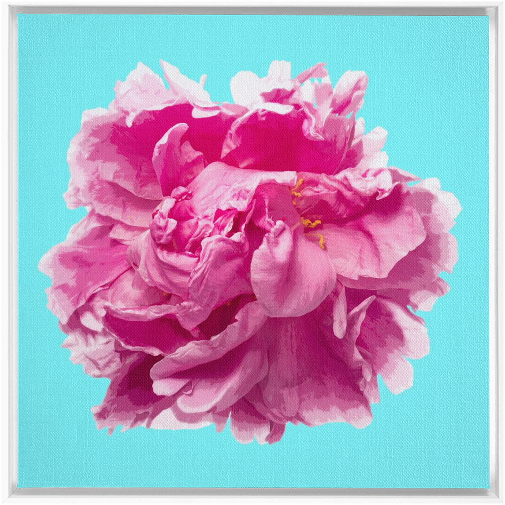 Pink Peony on Cyan