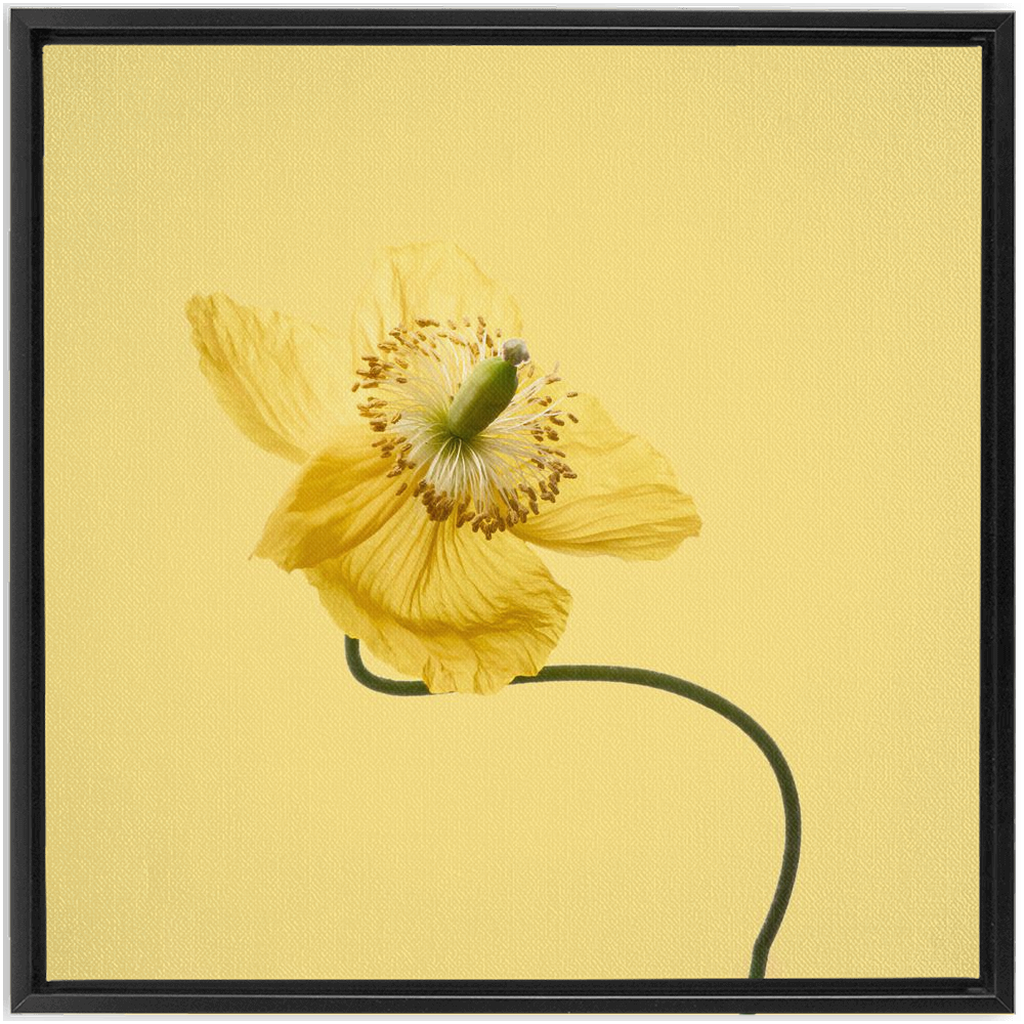 Yellow Poppy 2 on Yellow