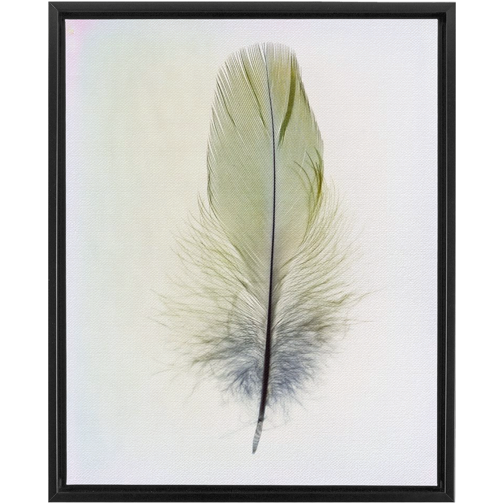 Feather Study
