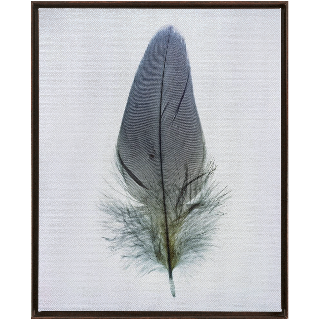 Feather Study