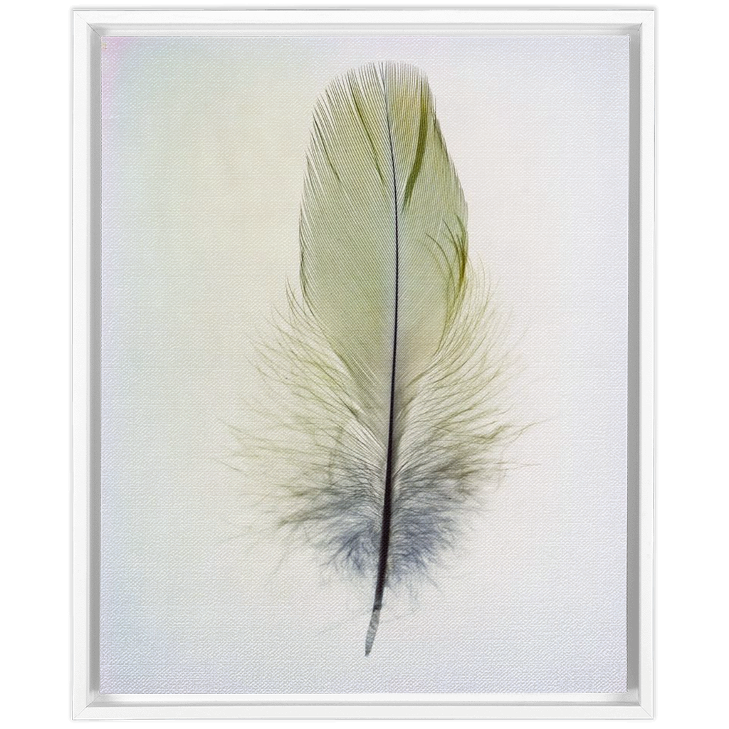 Feather Study