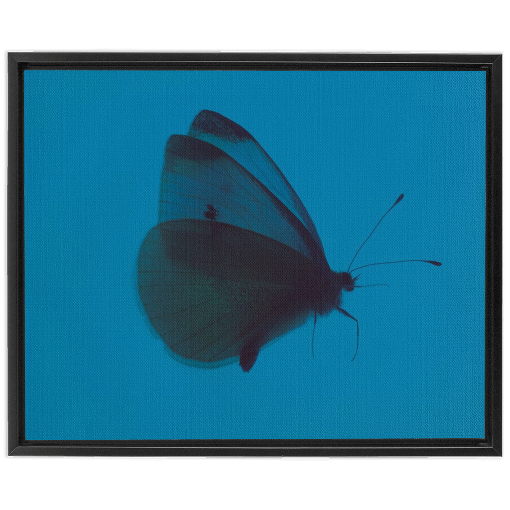 Butterfly Study