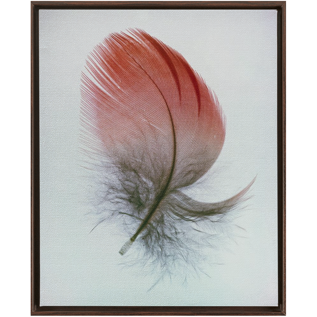 Feather Study
