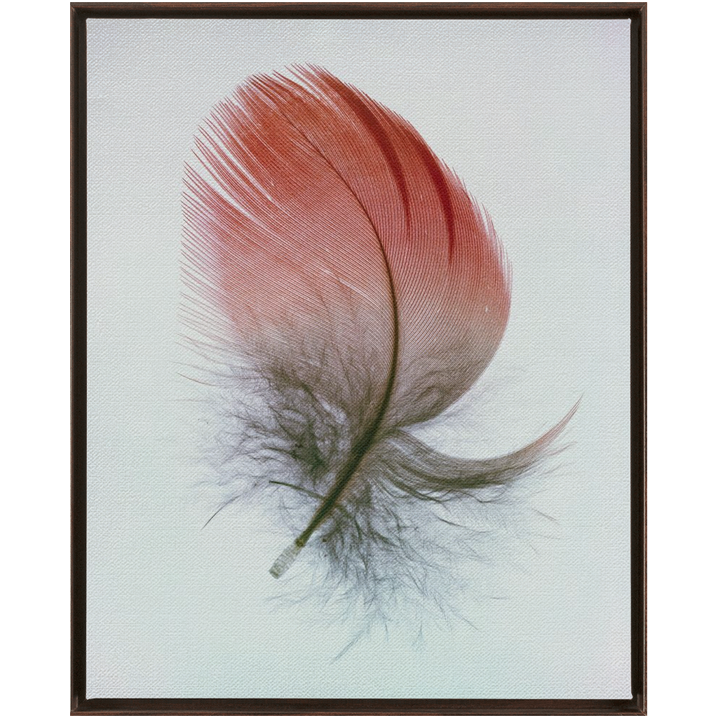 Feather Study