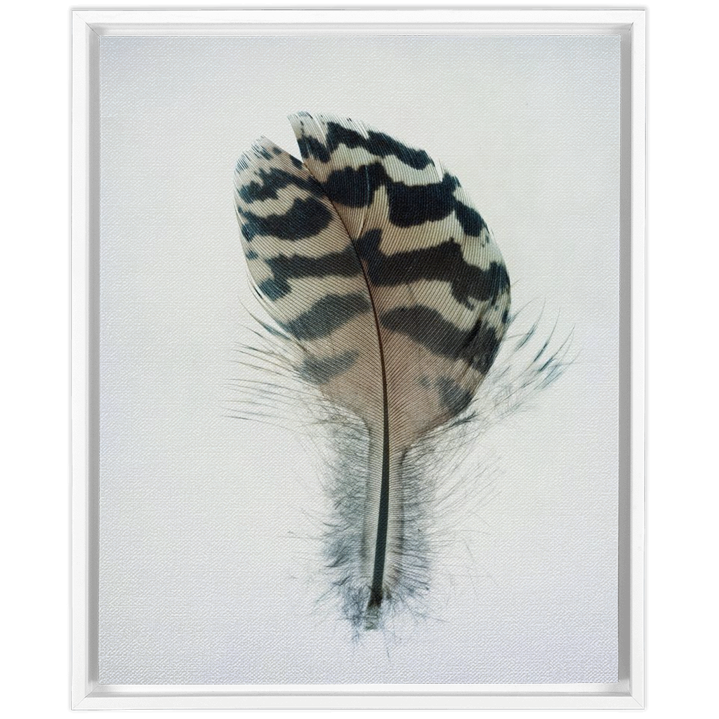 Feather Study