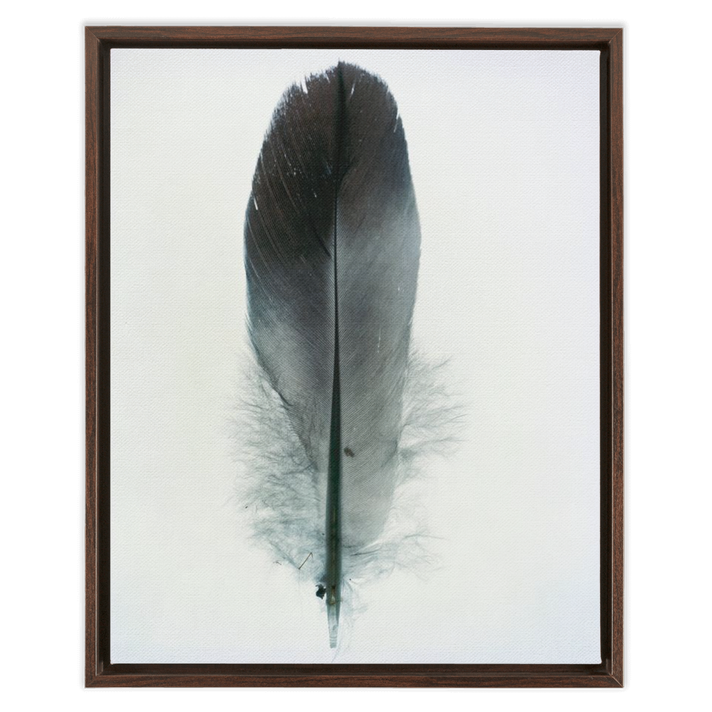 Feather Study
