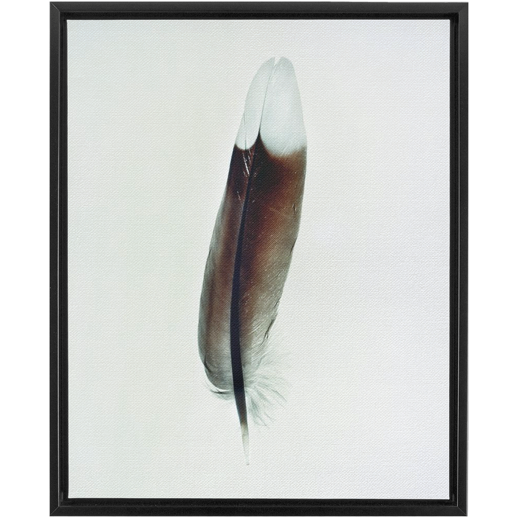 Feather Study