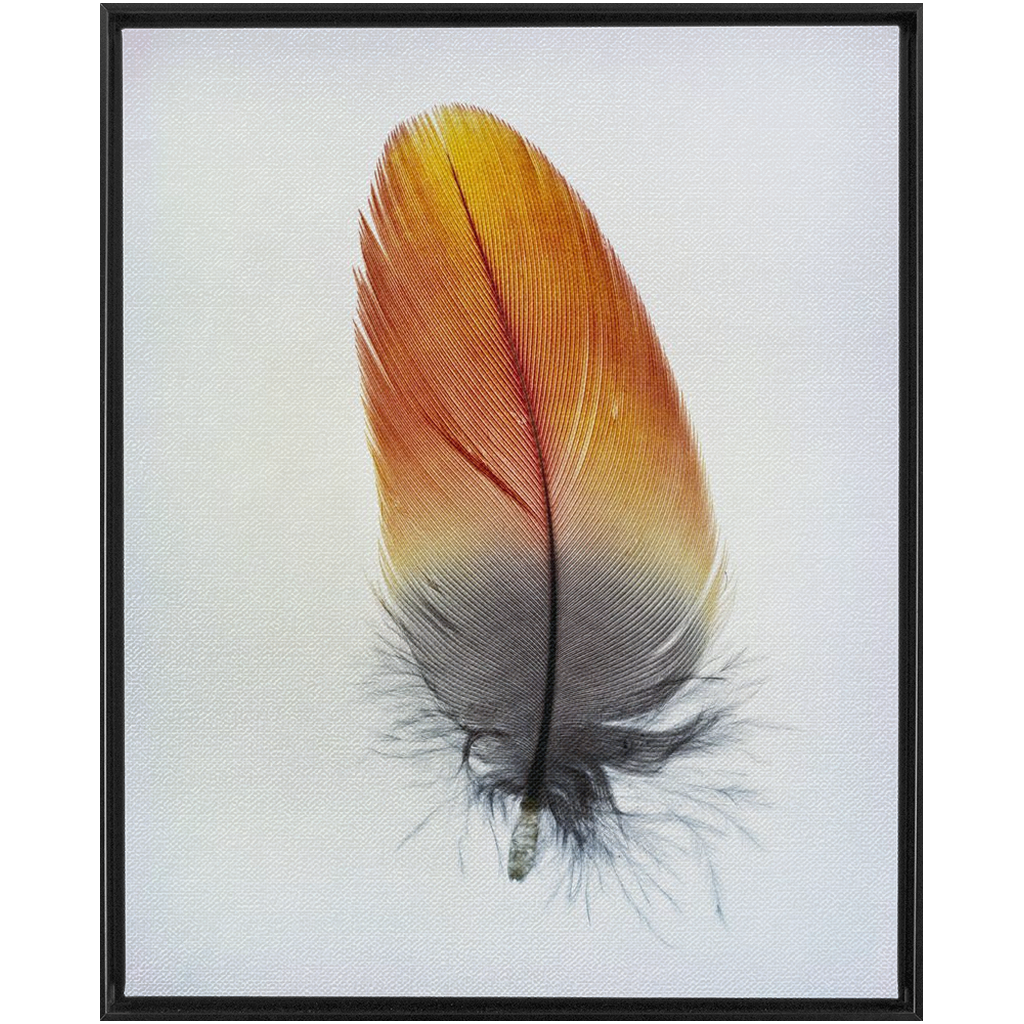 Feather Study