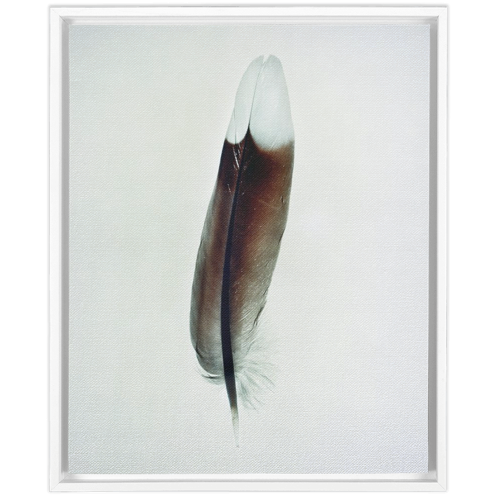 Feather Study