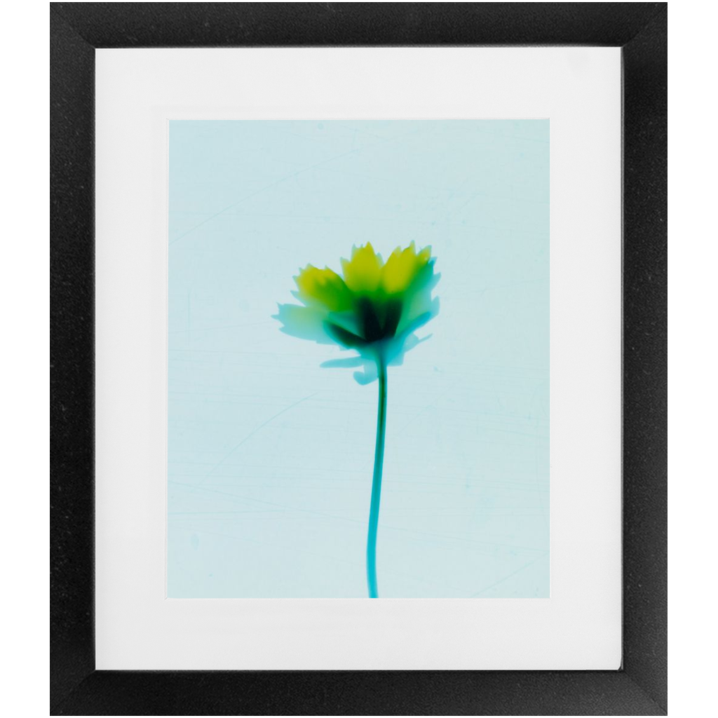 Polaroid Colour Study