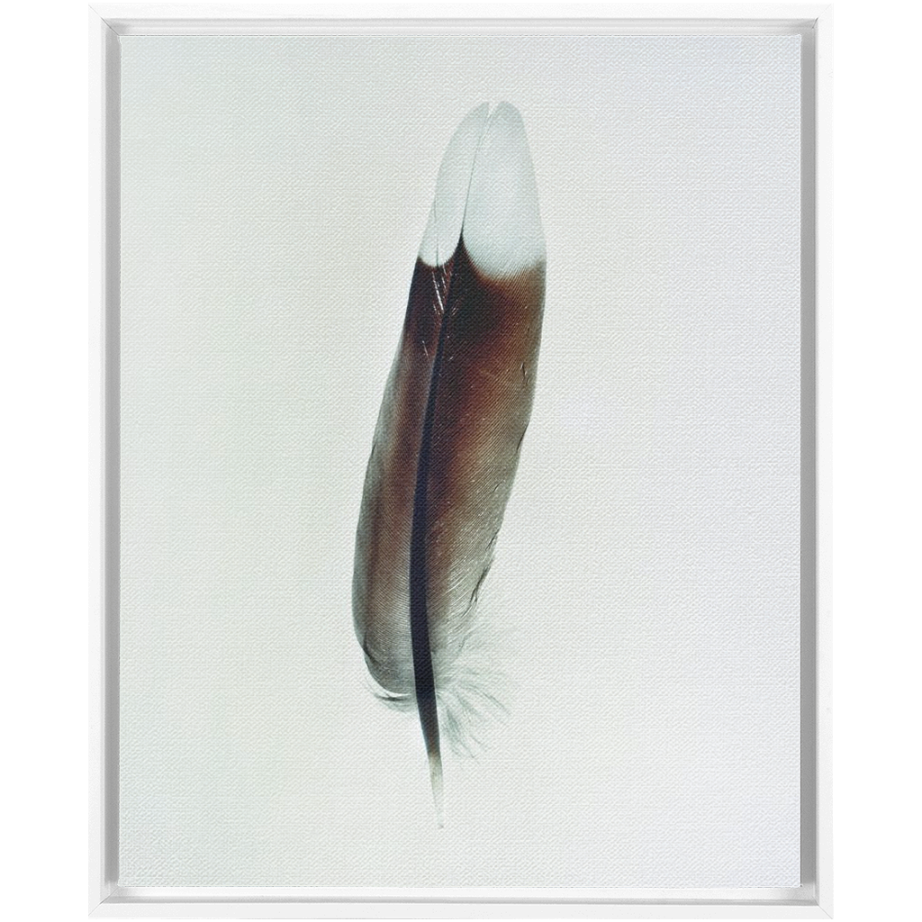 Feather Study
