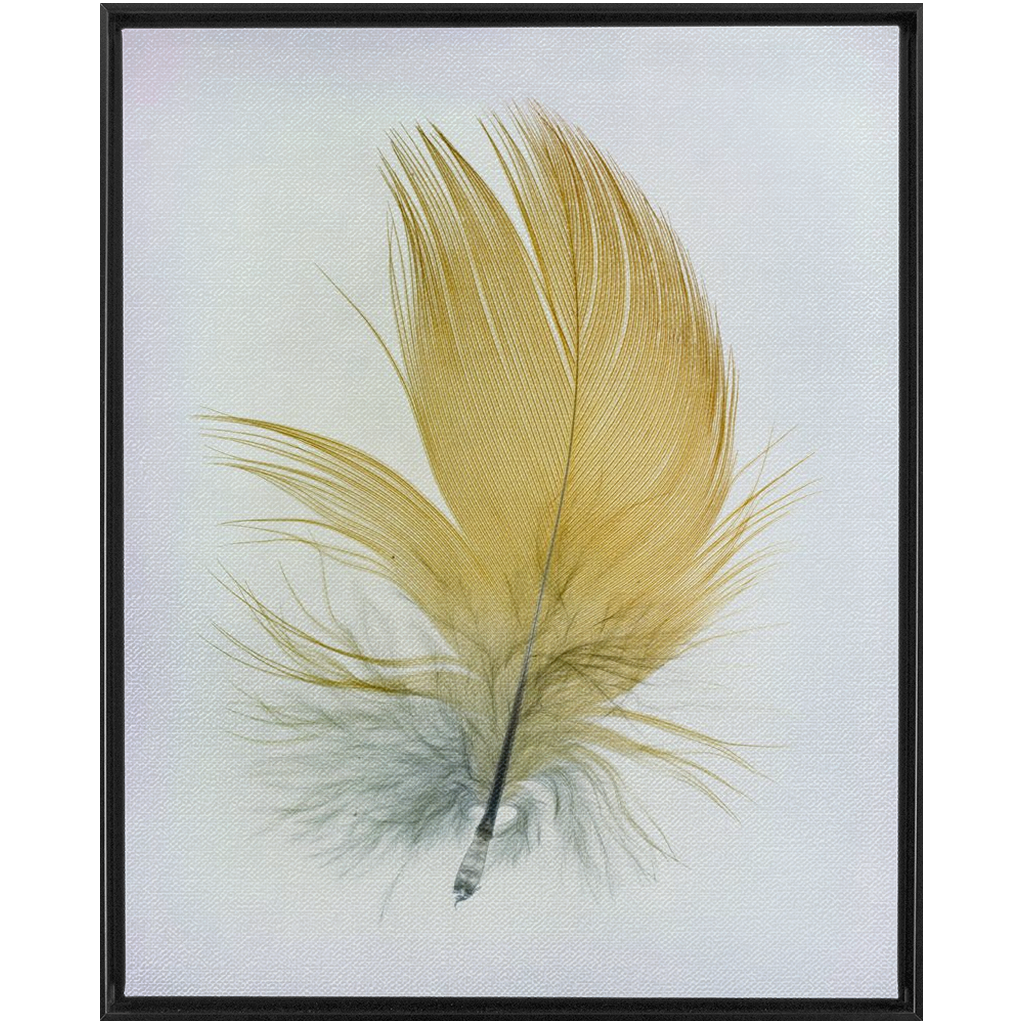 Feather Study