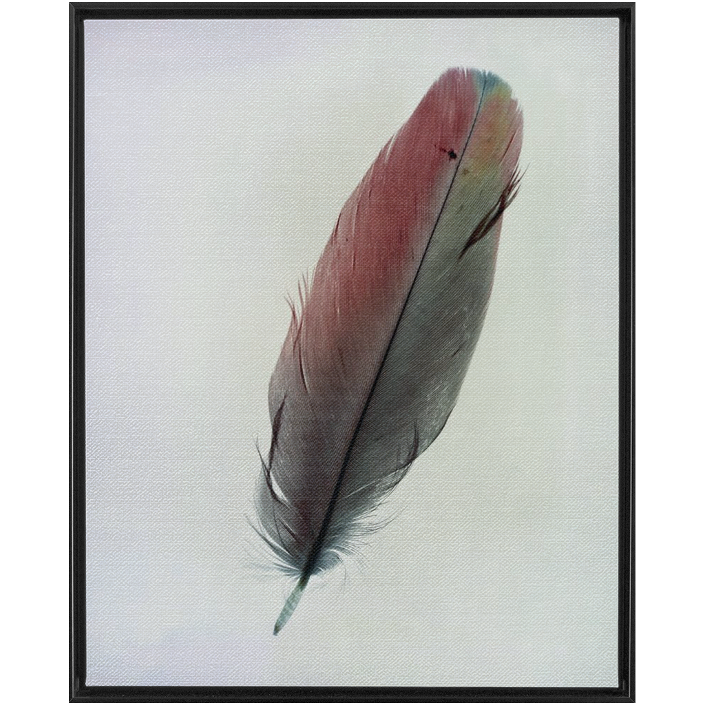 Feather Study