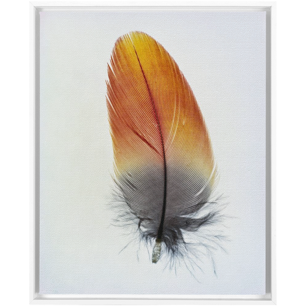 Feather Study