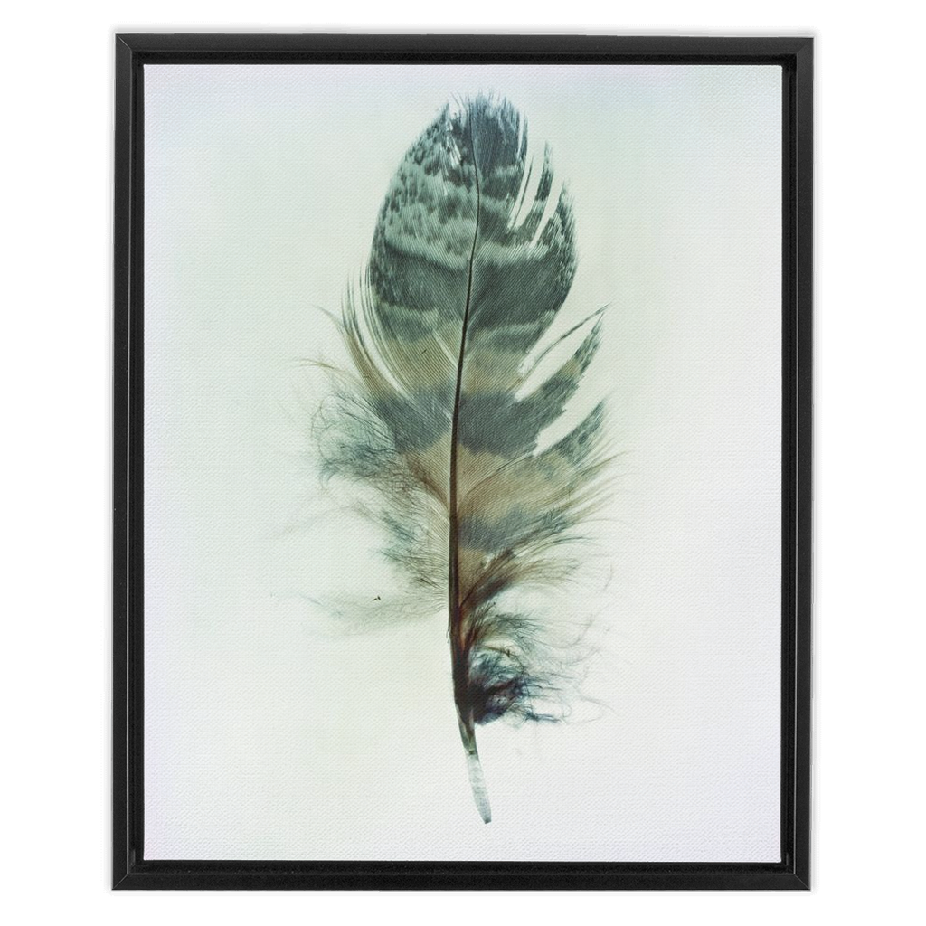 Feather Study