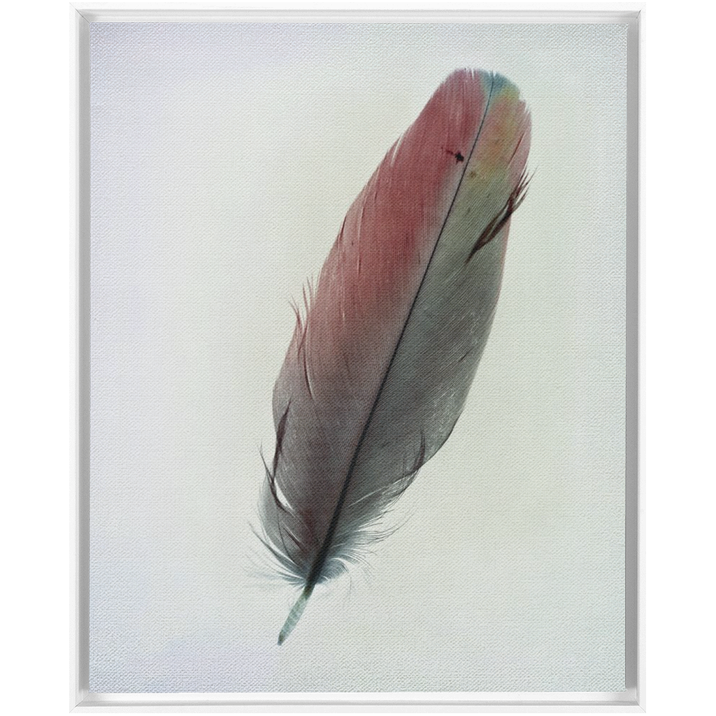 Feather Study