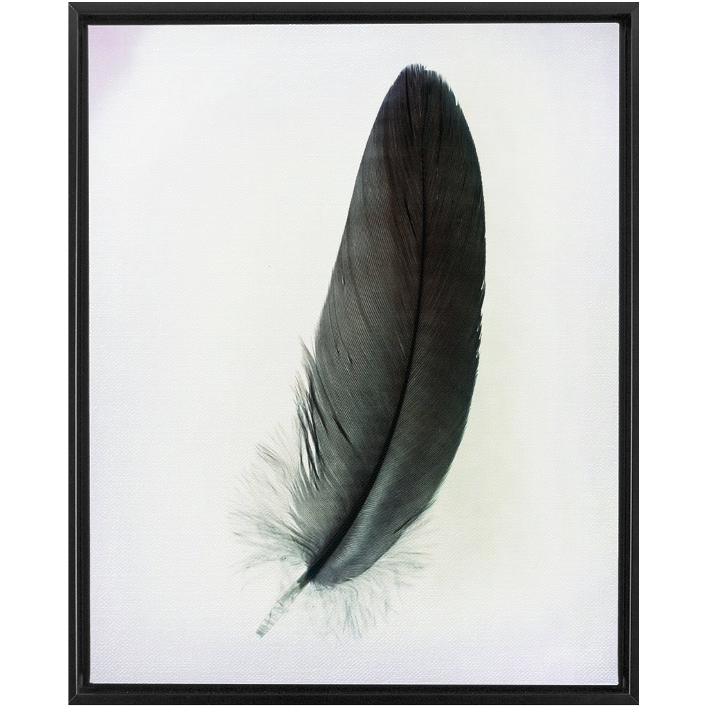 Feather Study