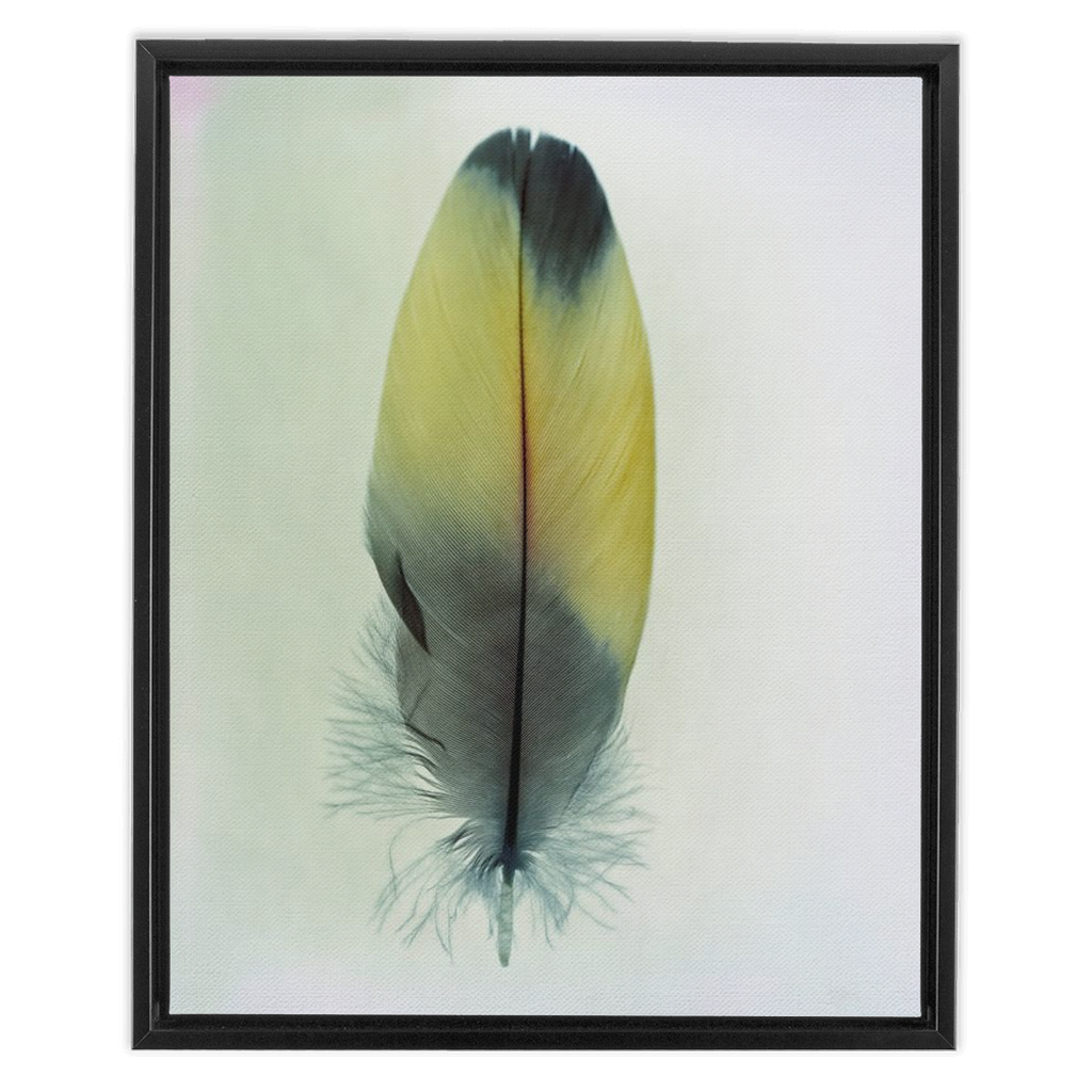 Feather Study