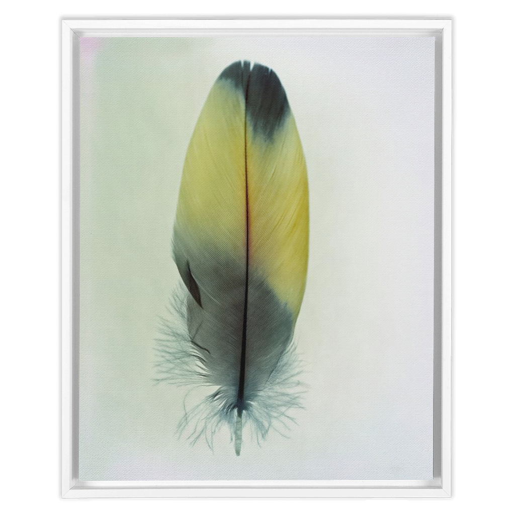 Feather Study