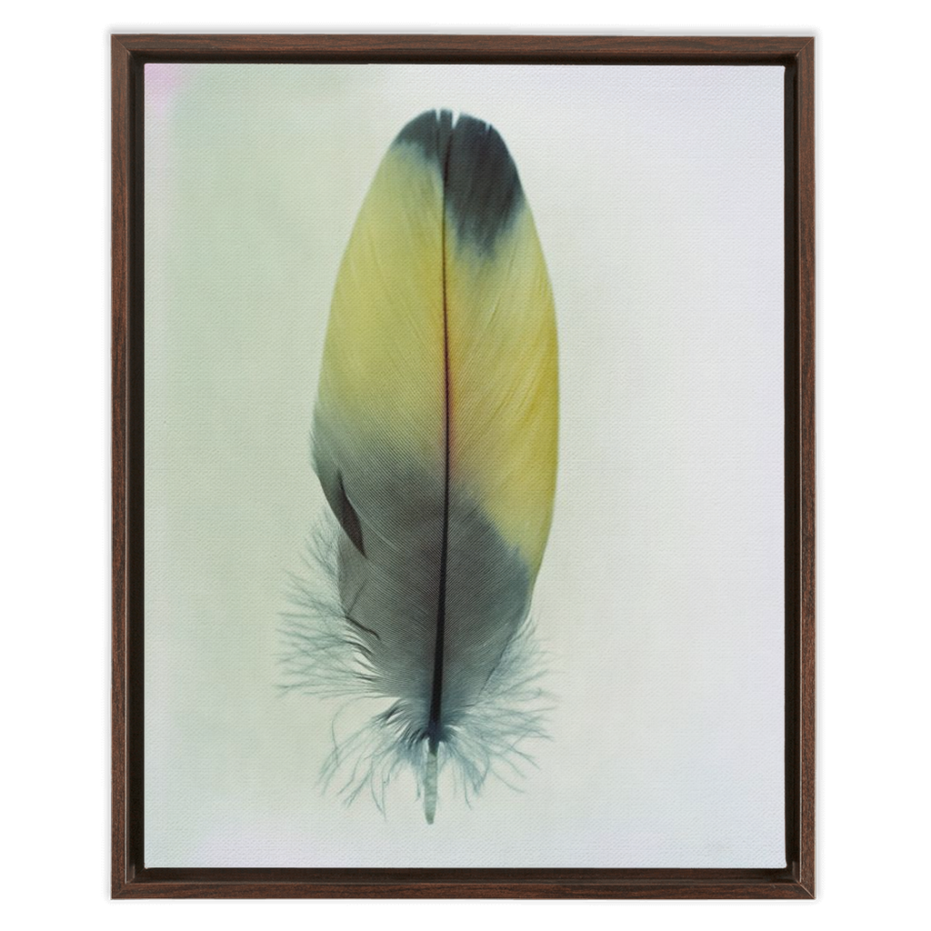 Feather Study