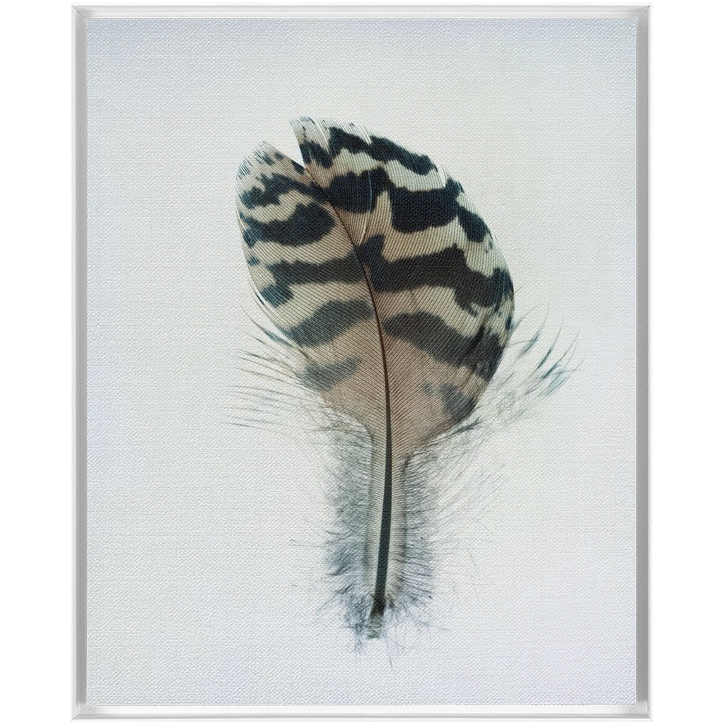 Feather Study