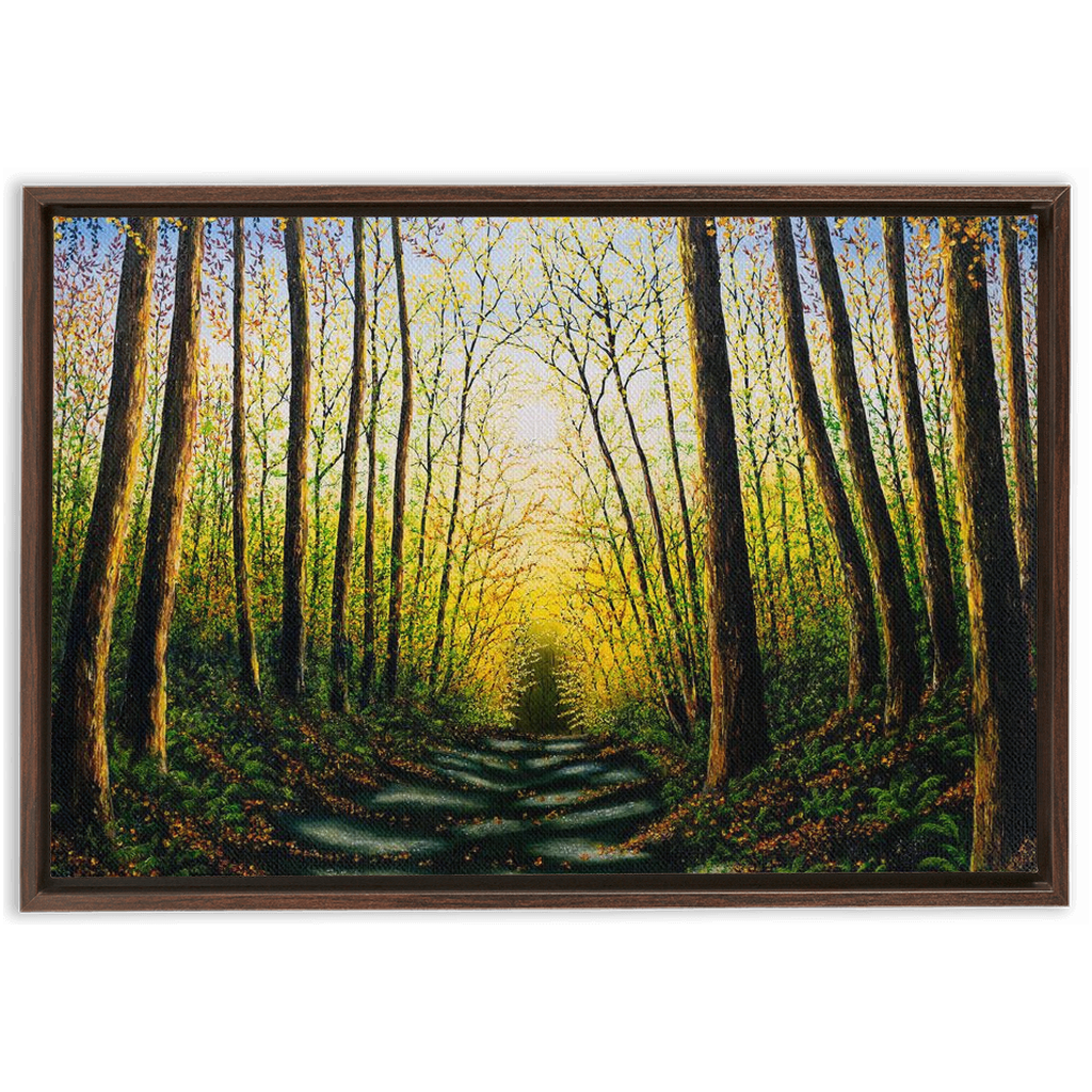 Patterns Of Forest Light