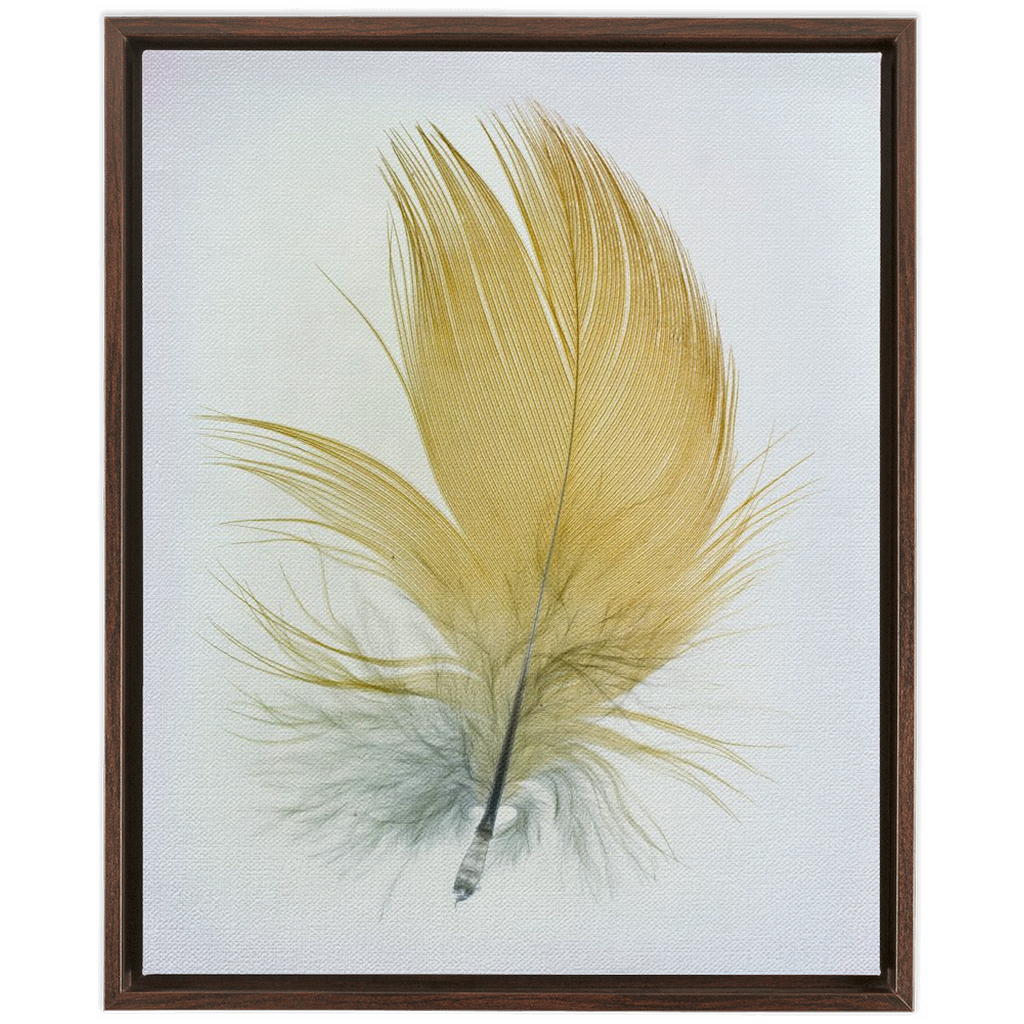 Feather Study
