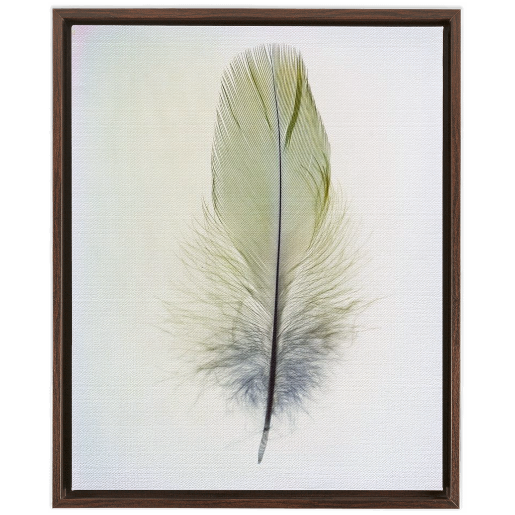 Feather Study