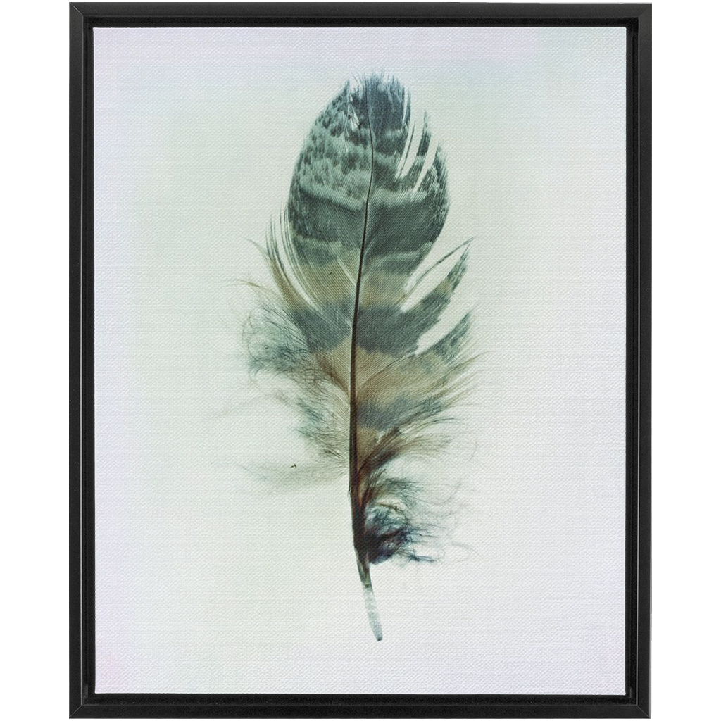 Feather Study