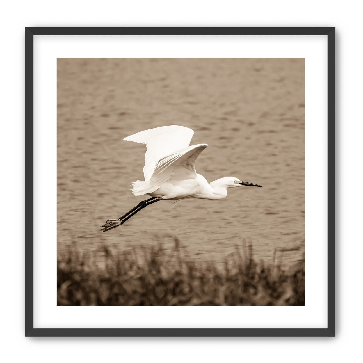 Egret