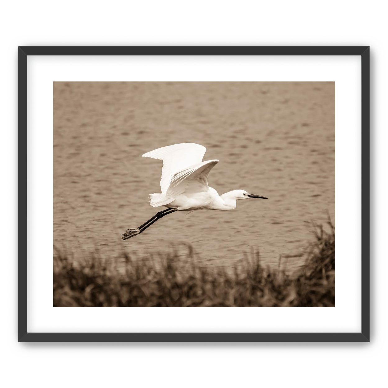 Egret