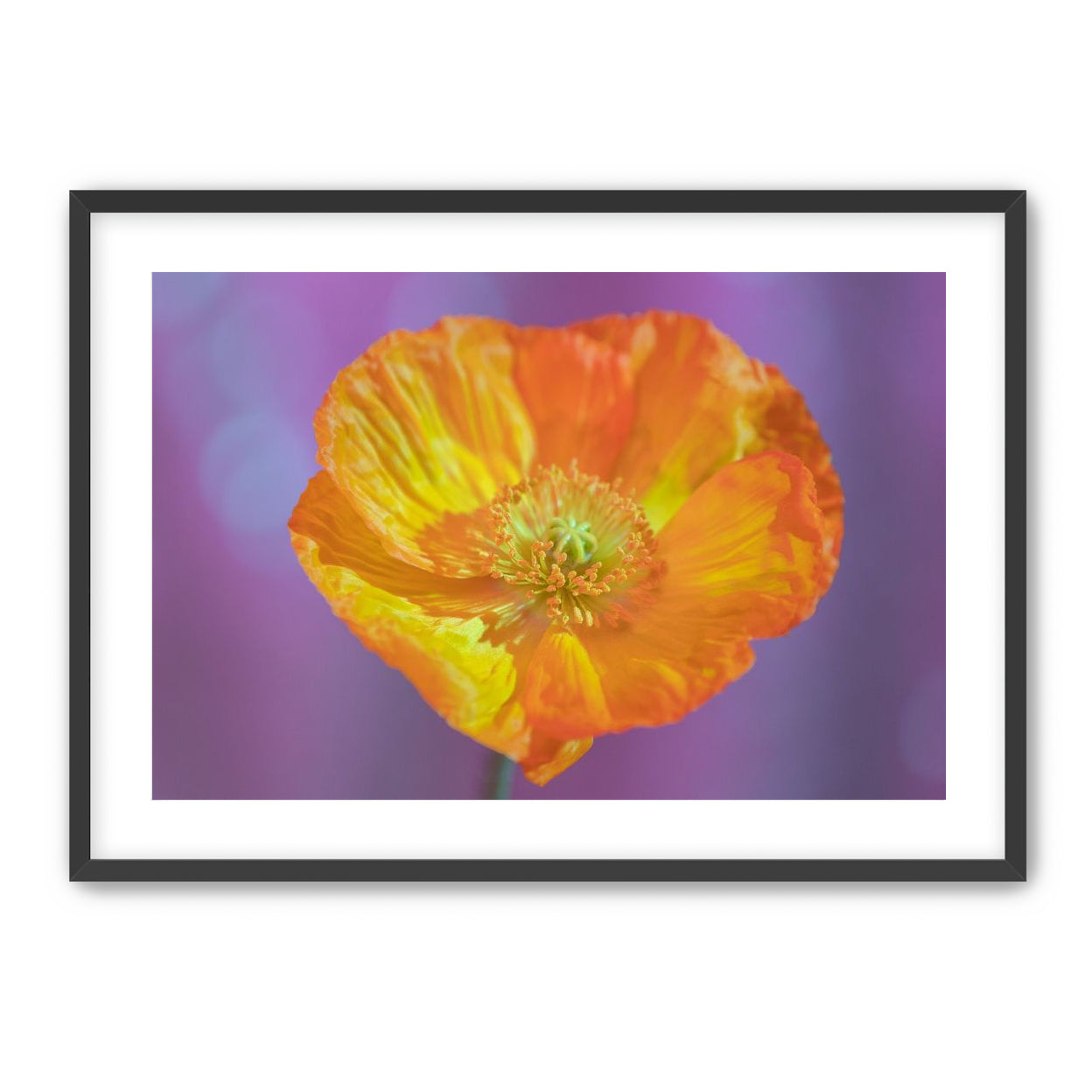 Sweet Poppy