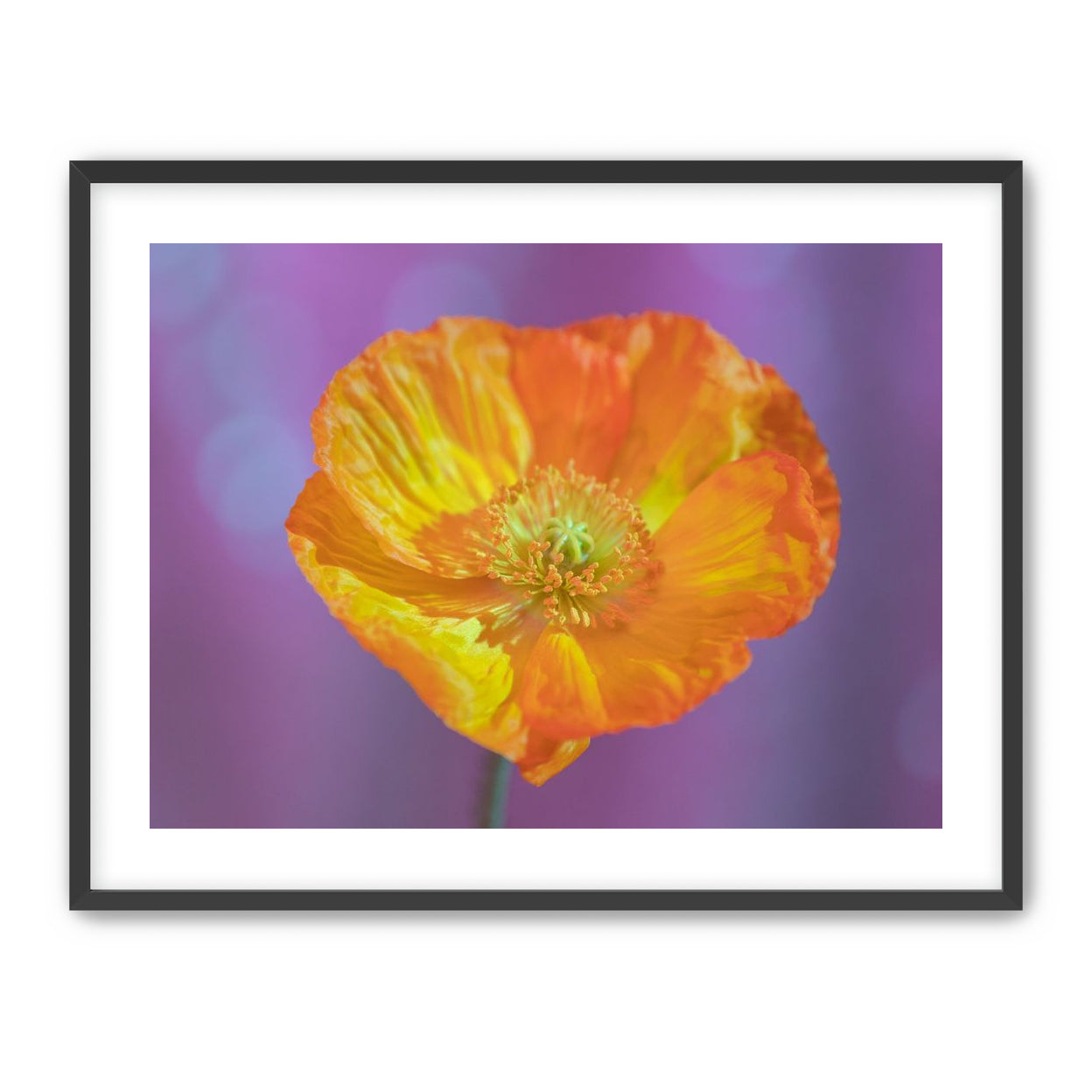 Sweet Poppy
