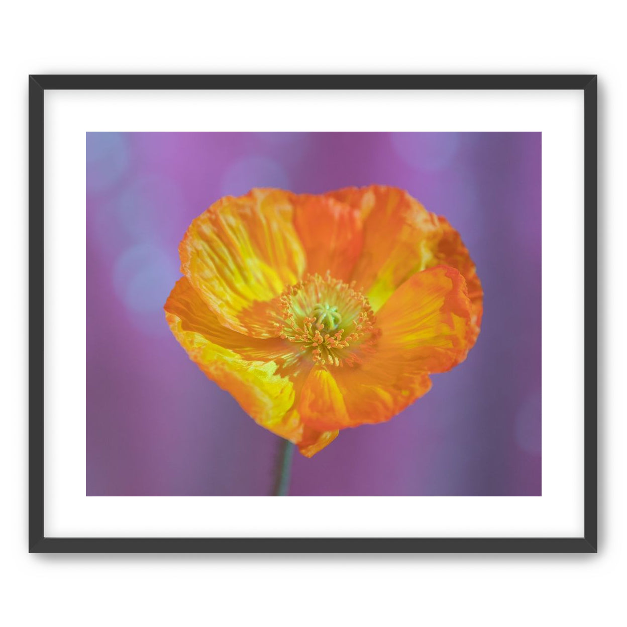 Sweet Poppy