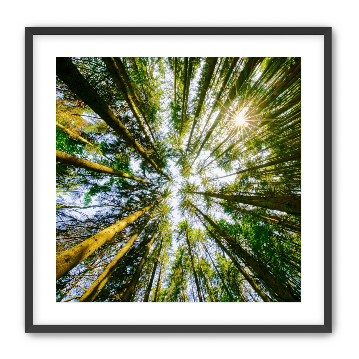 Reaching for the sun