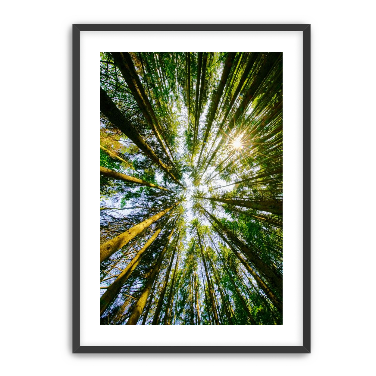 Reaching for the sun