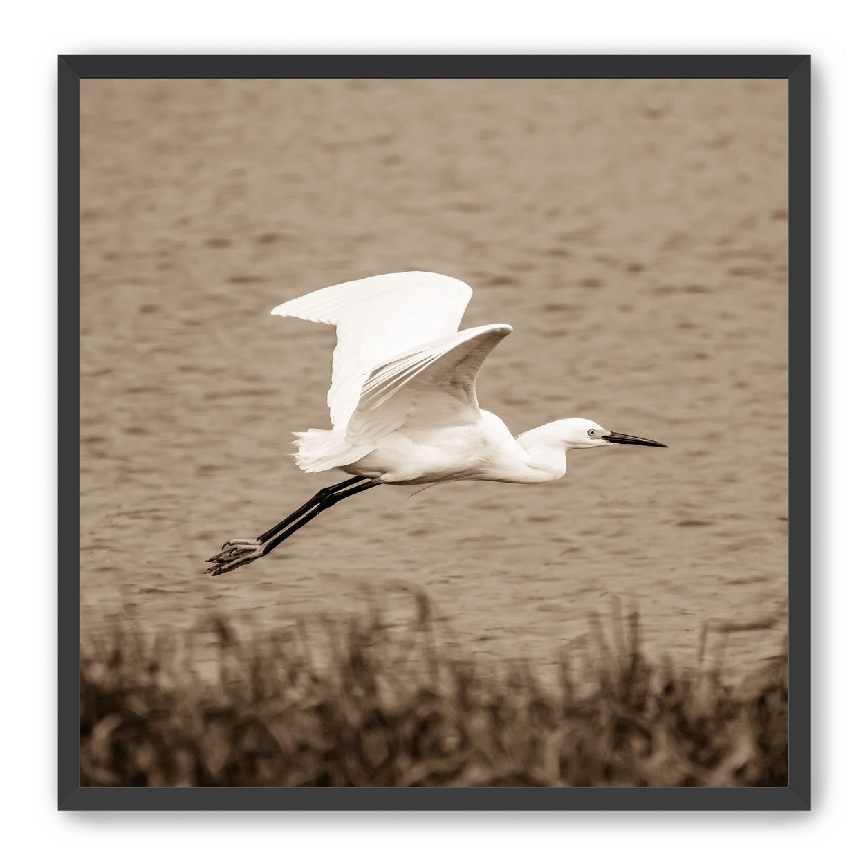 Egret