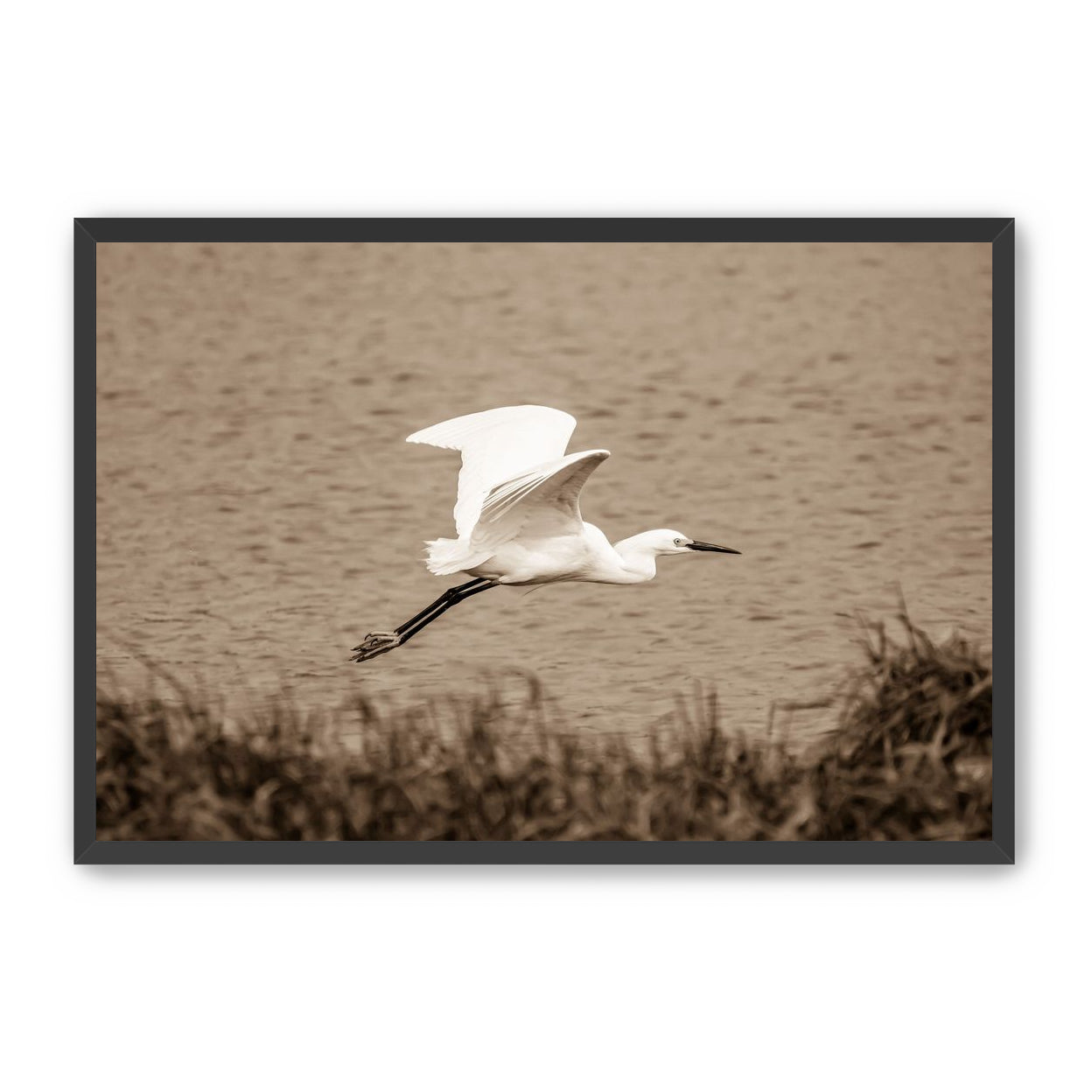 Egret