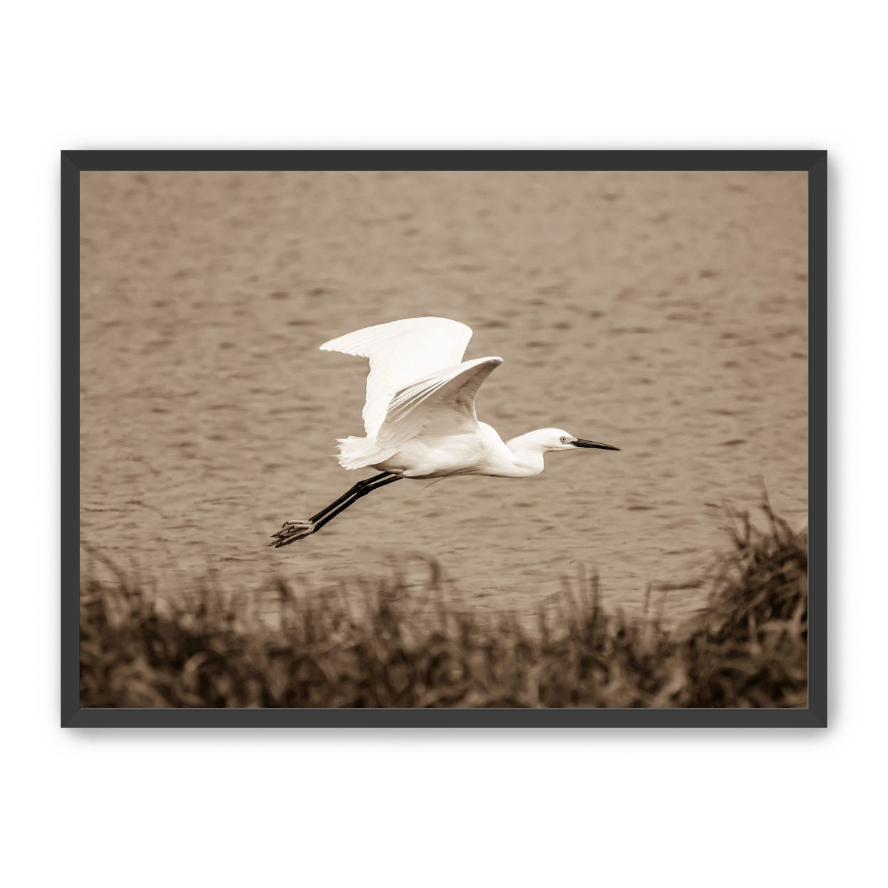 Egret