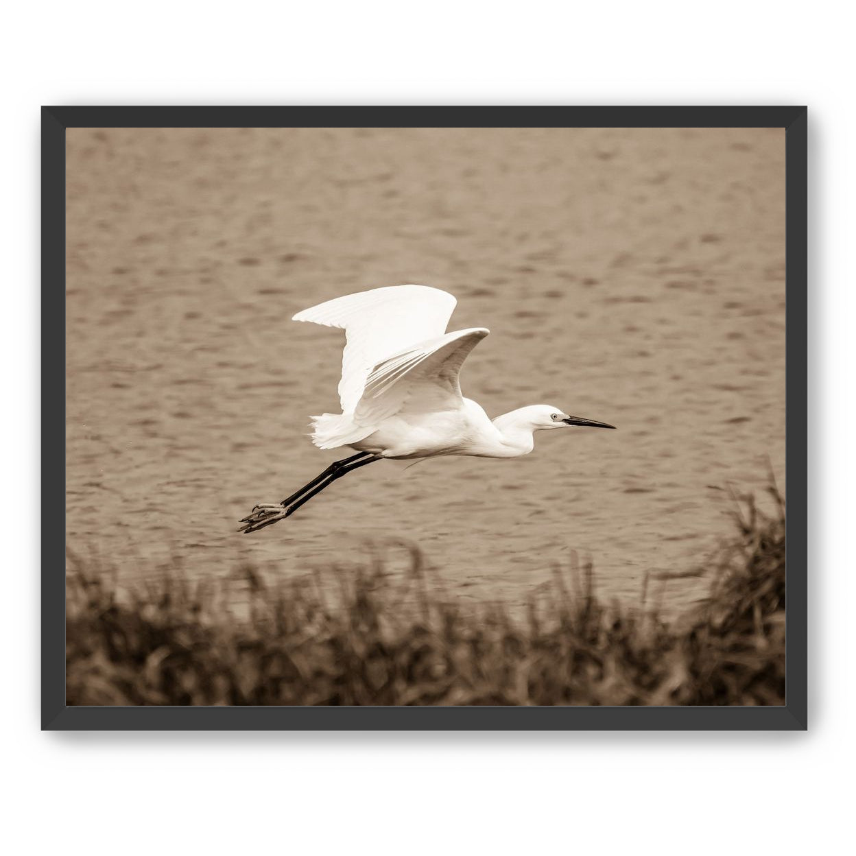Egret